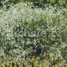 Sněhová vánice (Euphorbia Chamaesyce)