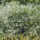 Sněhová vánice (Euphorbia Chamaesyce)