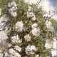  Lilek Solanum Jasminoides