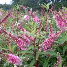 Hebe x andersonii