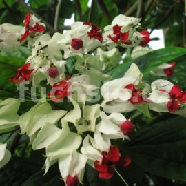 Cleonandron thomsoniane (Kleonandron červ. bílý)
