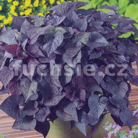 Ipomoea batatas (Povíjnice) purpurový list