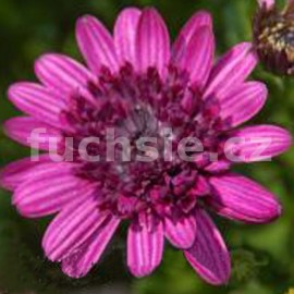 Osteospermum fialové