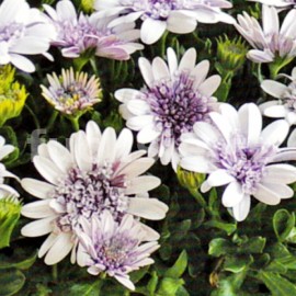 Osteospermum- bílá plná