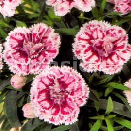 Hvozdík (Dianthus caryophyllus- Sissi)