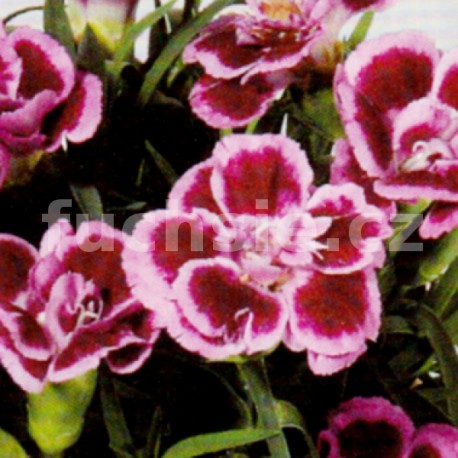 Hvozdík (Dianthus caryophyllus-Fredo)