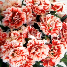 Hvozdík Dianthus   caryophyllus (hvozdík)