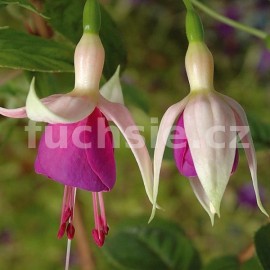 Rose of Cestile Fuchsie- mrazuvzdorná