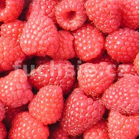 Rubus ideus Bohéme (Malina červená)