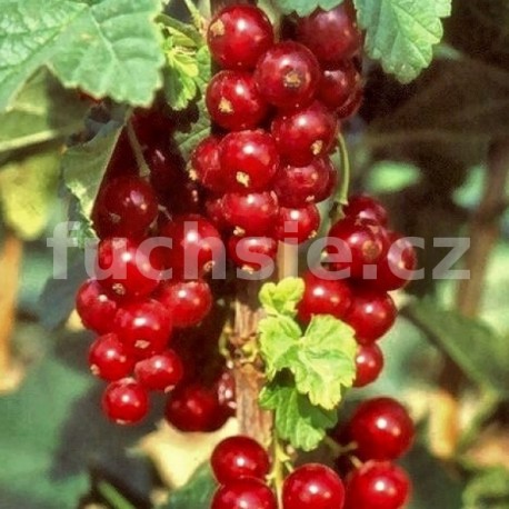 Ribes Romada Rybíz červený (Rybíz červený)