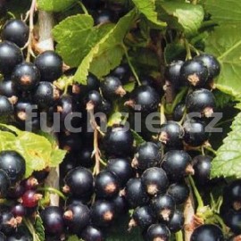 Ribes Titania,Rybíz černý (Rybíz černýRibes Titania)