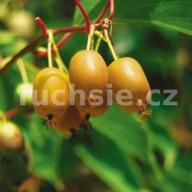 Kiwi Issai - Actinidia Super Issai