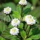 Lipie Aztécká (Lippia dulcis Colada)