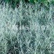 Smil italský 'Kari'   (Helichrysum italicum)