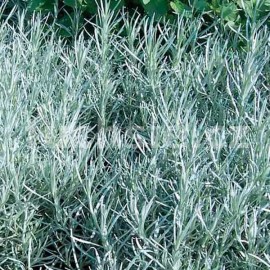 Kari rostlina (Helichrysum Italikum)