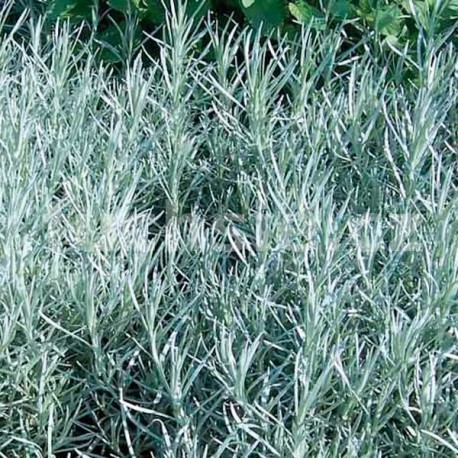 Kari rostlina (Helichrysum Italikum)