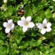 Bacopa monnieri - Brahmi (Bakopa drobnolistá)