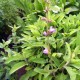Šalvěj ananasova (Salvia rutino Pino)