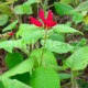 Šalvěj melounová (Salvia elegans Mello)