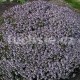Mateřidouška (Thymus vulgaris Compacta)