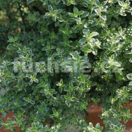 Mateřidouška citronová variegata- panašovaný list