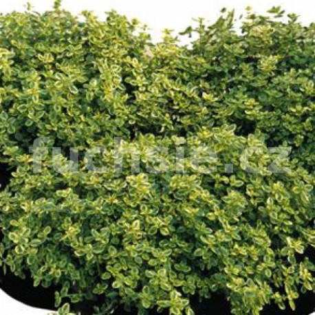 Tymián citronový (Thymus citrodorus - Mystic lem)