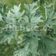 Pelyněk pravý (Artemisia absinthium)