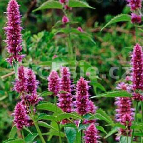 Máta Korejská (Agastache Rugosa)