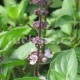 Máta Marocká (Mentha spicata, Marokko)