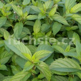 Máta švýcarská (Mentha pipperita Weiss)