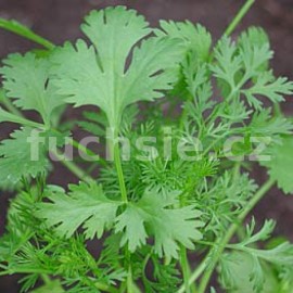 Coriandrum sativum-Koriandr (-Koriandr)