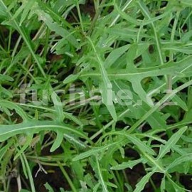Rukola (Diplotaxie tenuifolia)