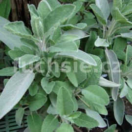 šalvěj lékařská - Salvia officinalis