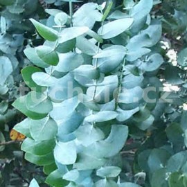 Eukalyptus gunni