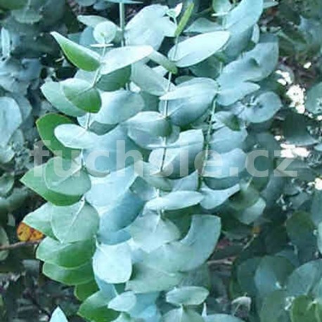 Eukalyptus gunni