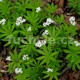 Galium odoratum-Mařinka (Mařinka vonná)