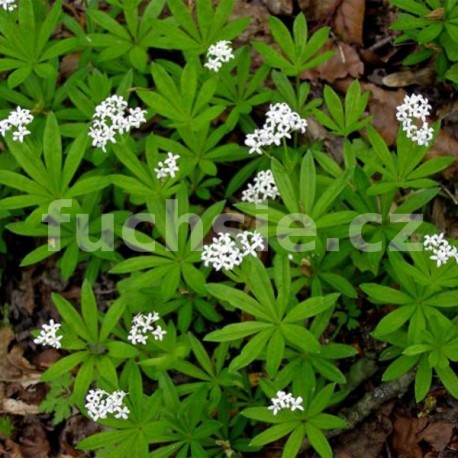 Mařinka vonná-Galium odoratum