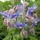 Borago officinalis-Brunták lékařský (Brunták lékařský)