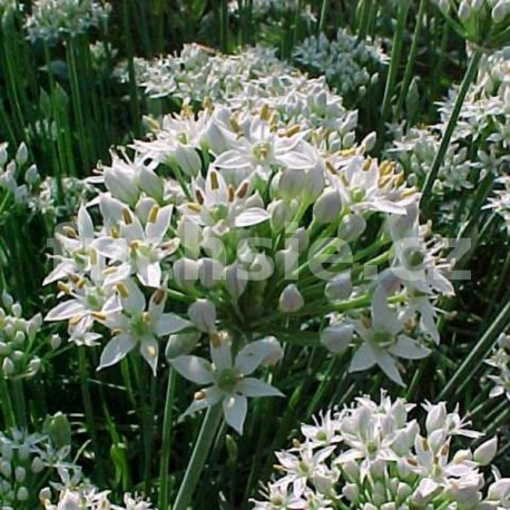 Pažitka čínská (Allium tuberosum)