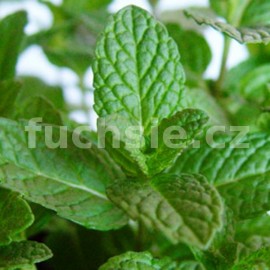 Máta banánová (Mentha arvensis)