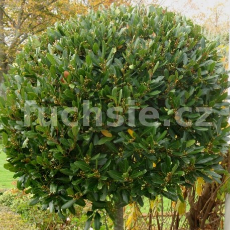  Laurus nobilis ,bobkový list (Bobkový list - Vavřín)