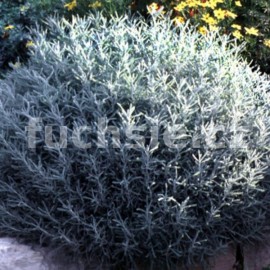 Santolina chameocyparissus (svatá bylina)