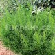 Santolina viridis olivenkraut (svatolína olivová)