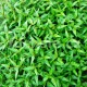 Persicaria odorata -koriandr vietnamský (Koriandr Vietnamský)