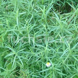Artemisia drancunculus (Estragon francouzský,)