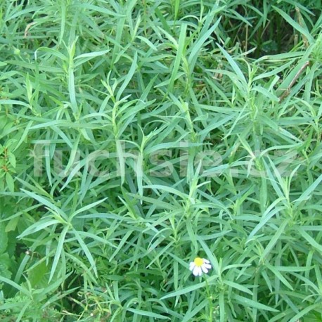 Estragon francouzský - Artemisia drancunculus 