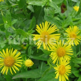 Omán-Inula helenium (Oman pravý)