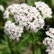 Kozlík lékařský, valariána officinalis (kozlík)