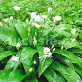 Medvědí česnek  (Allium ursinum)