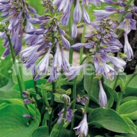 Hosta Blue Angel- Bohyška